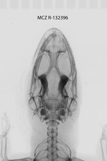 Media type: image; Herpetology R-132396